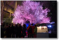 東京国際フォーラム地上広場の巨大な桜の活け込み　ライトアップされた満開の桜を囲んでのレセプションは参加者にも大好評